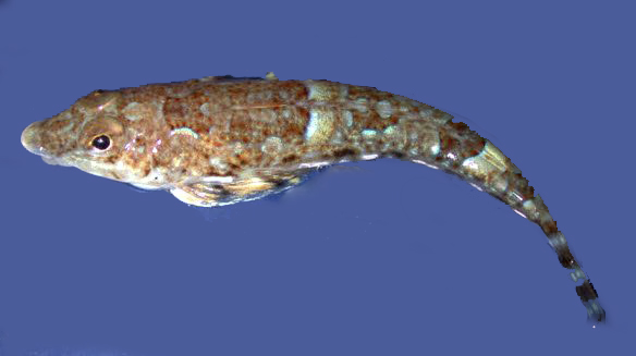 Callionymus lyra_2334